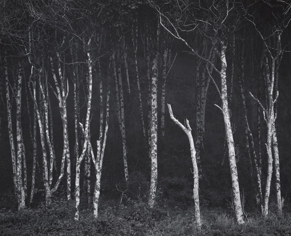 Ansel Adams - Alders, Prairie Creek Beach, Northern California, ca. 1949. Gelatin silver print.