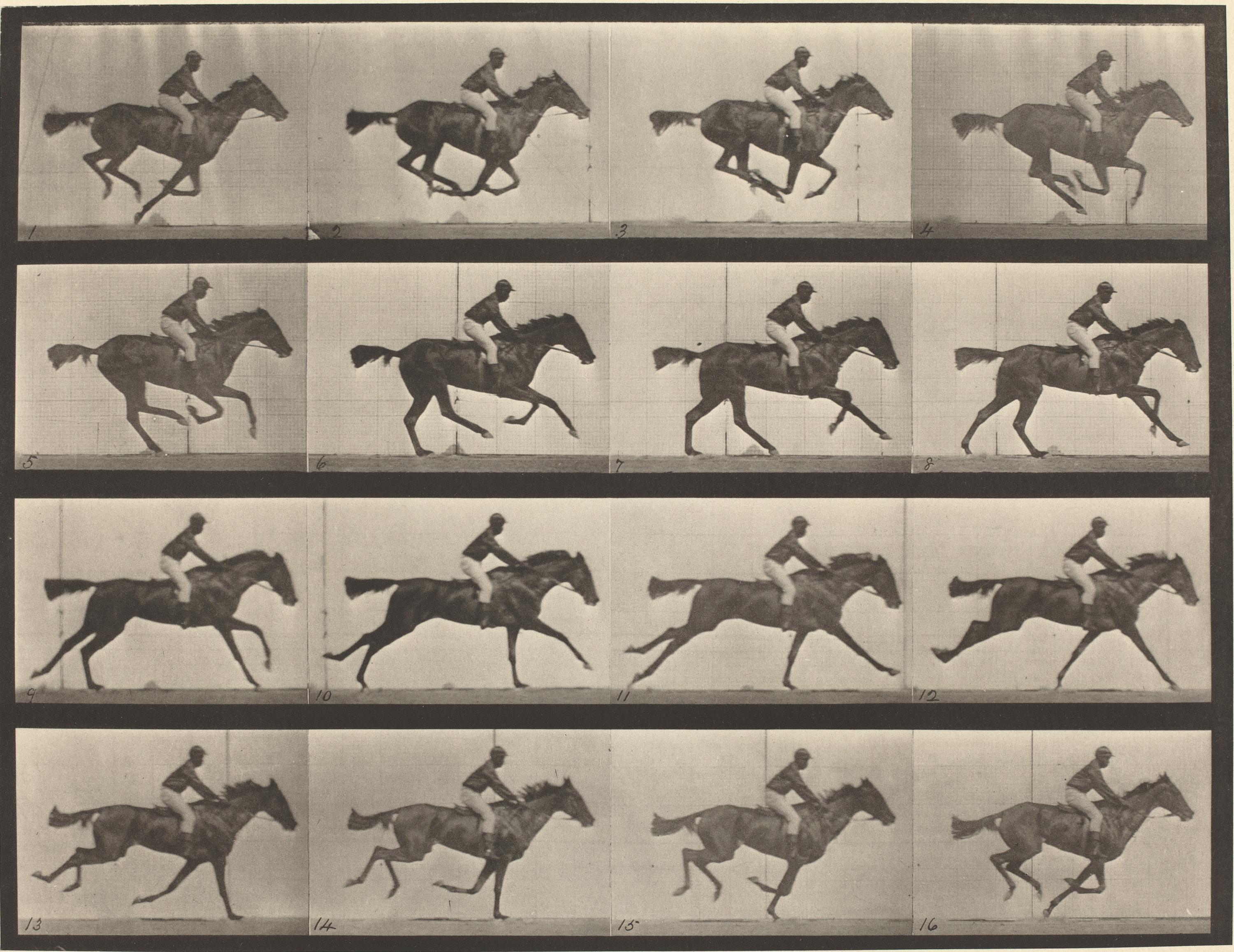 Eadweard Muybridge - Plate 626 (From "Animal Locomotion"), 1887. Collotype.