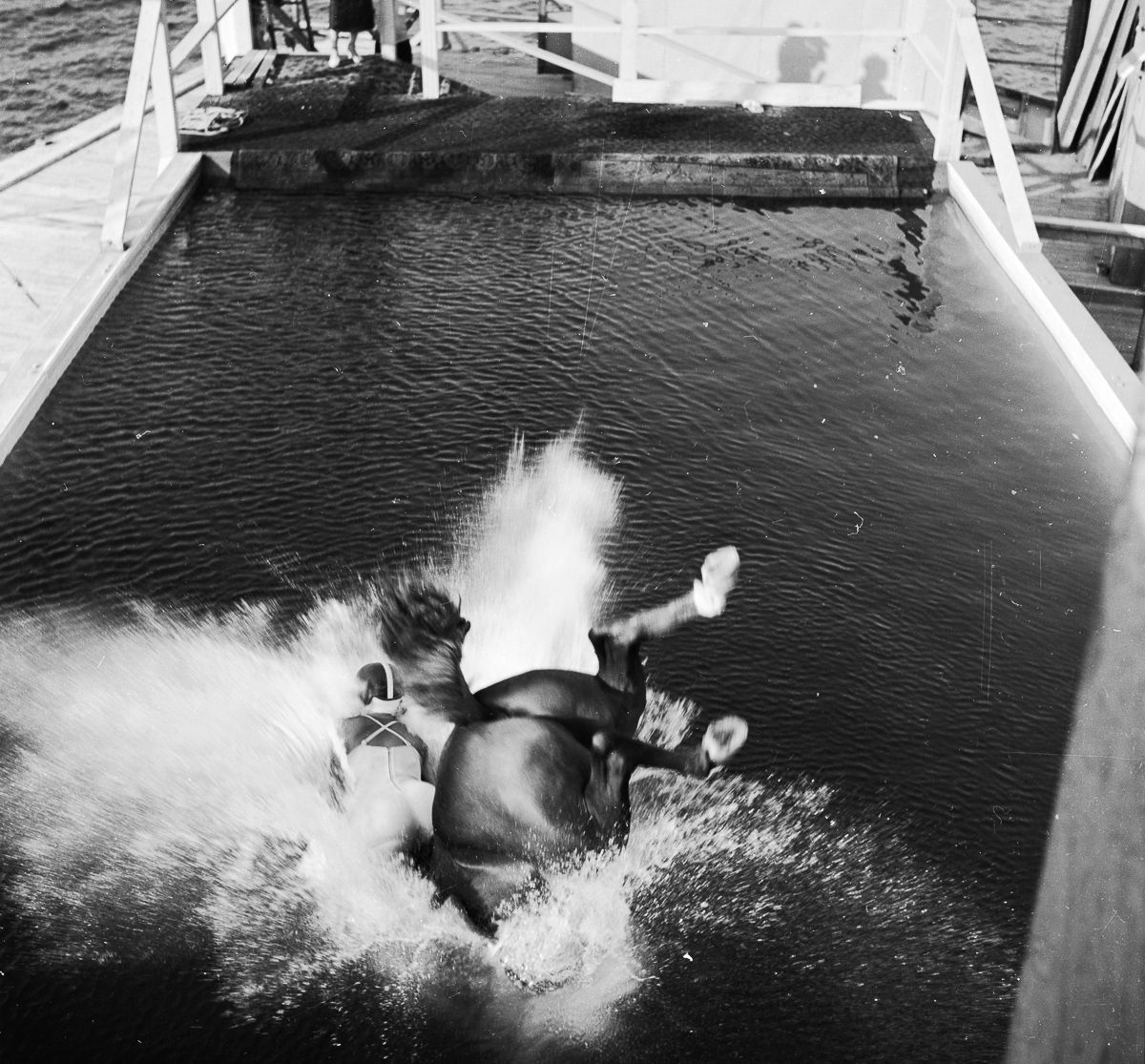 Peter Stackpole - Untitled Works (Horse Diving), 1953-1955. Gelatin silver print.